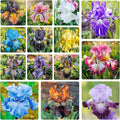 80+ Perennial Iris Seeds for Planting,Rare Variety Flower Seed-Non-GMO Heirloom Plant Seeds Garden Outdoor