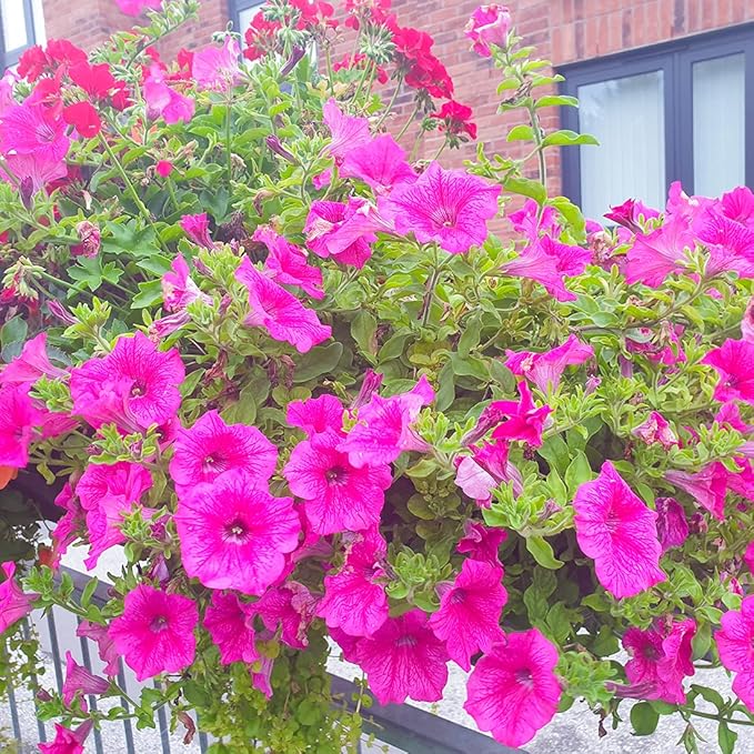 100 Petunia Seeds Easy to Grow Hanging Basket Flower for Planting Garden Home Garden Balcony Pink Flowers Seeds