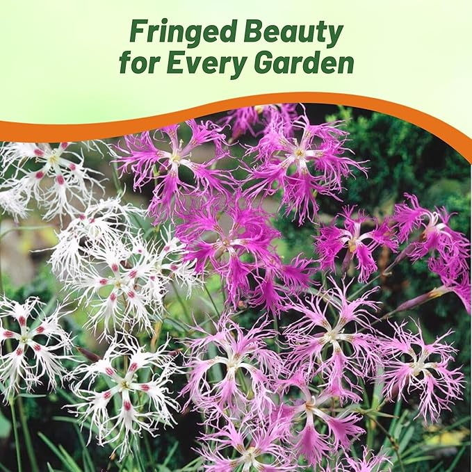Outsidepride Superbus Spooky Pink Mix Dianthus Seeds for Planting - 10000 Pcs Easy to Grow and Hardy Perennial Flower Seeds with Colorful & Fragrant Blooms for Mixed Plantings & Pollinator Gardens