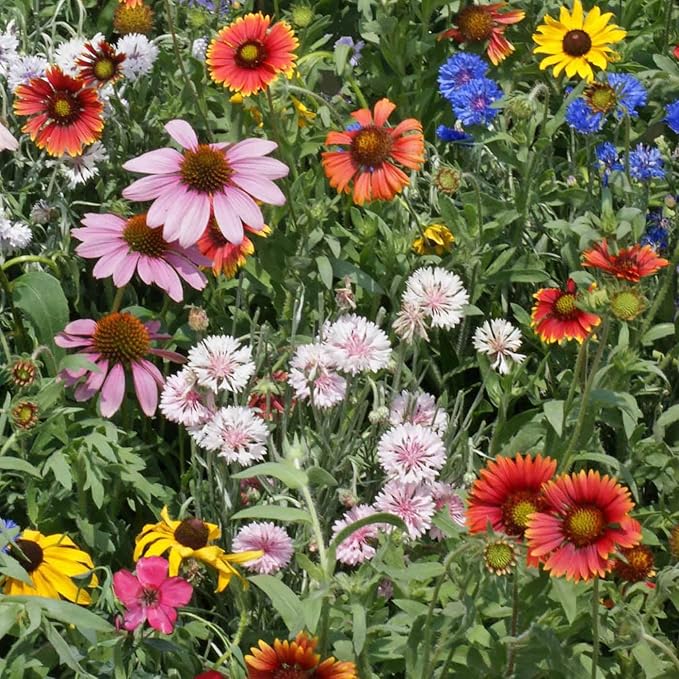 Outsidepride Northeast Wild Flower Seed Mix - 1 lbs Premium Blend of Vibrant Biennial & Annual Wildflower Seeds for Northeastern States, Ideal for Meadows, Borders & Gardens, & Attracting Pollinators
