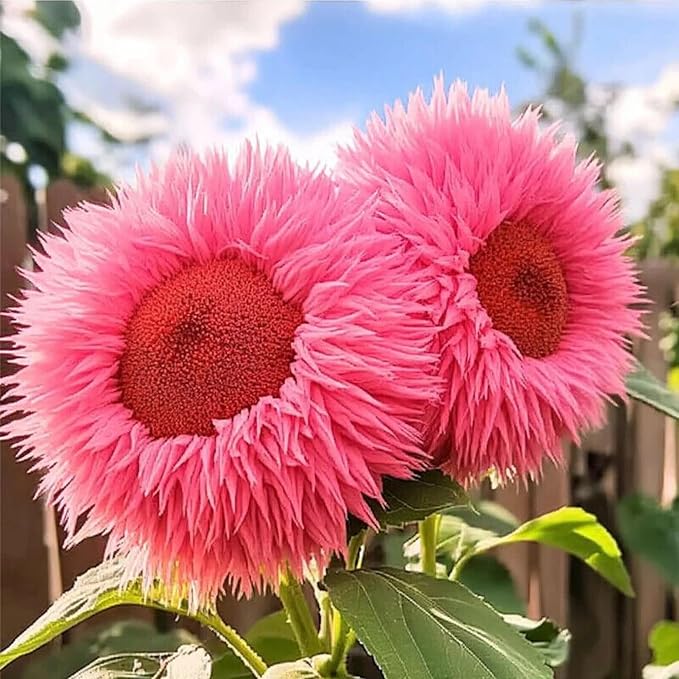 100+ Rare Sunflower Seeds for Planting - Giant Teddy Bear Sunflower Seeds Perennial- Non-GMO Heirloom Flower Attracts Pollinators