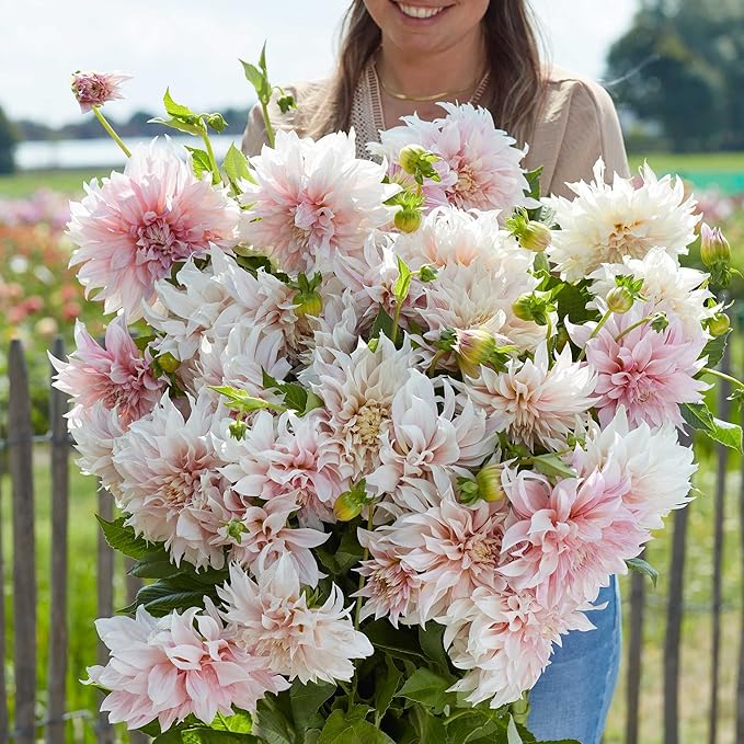 Eden Brothers Dahlia Bulbs (Dinnerplate) - Cafe au Lait, Non-GMO Bulbs for Planting, 4 Bulbs | Low-Maintenance Flower Bulbs, Plant During Spring, Zones 8, 9, 10, 11