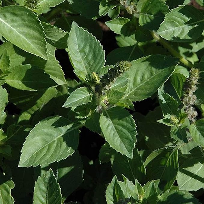 Organic Basil, Sacred - 250 mg ~60 Seeds - AKA: Tulasi, Holy Basil - Organic, Non-GMO, Heirloom, Open Pollinated - Culinary Herb Gardenings & Micro Greens Seeds