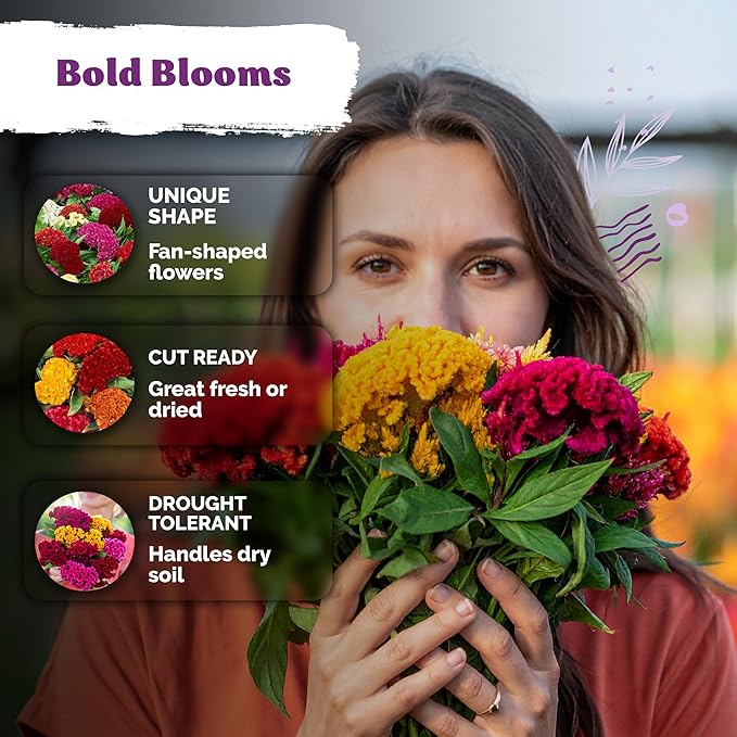 KVITER 500 Dwarf Mix Cockscomb Seeds for Planting (Celosia argentea) – Woolflower Rooster Comb Celosia Seeds for Planting Flowers – Heirloom Flowers Plant Seed Mix Garden Container Flower Beds Outdoor