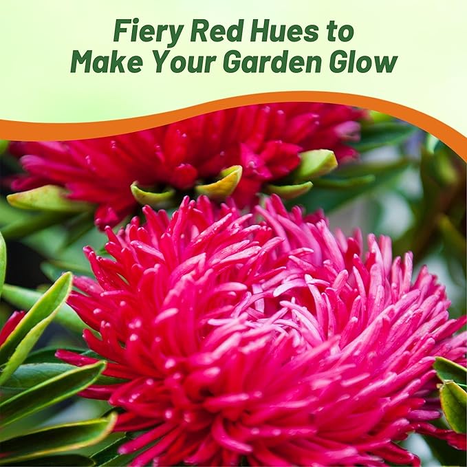 Outsidepride Paeony Aster Seeds - 2,000 Pcs Annual, Hardy & Pollinator Friendly Flower Seeds for Planting Vibrant Double Incurved Scarlet Petals, Ideal for Meadows & Aesthetic Gardens