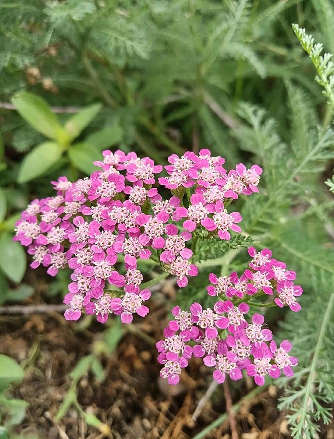 1500 Pcs Yarrow Seeds Perennial - Drought Tolerant Hardy Flower Seeds, Long Blooming Period, Perfect for Garden Borders & Pollinator Gardens