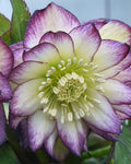 Perennial Farm Helleborus x Hybridus Winter Jewels® ‘Rose Quartz’ (Lenten) – Live Lenten Rose in Quart, Double Pale Pink Blooms with Dark Edges, Shade-Loving, Deer Resistant, Spring Interest