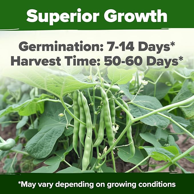 HOME GROWN Contender Bush Seeds - 56 Non GMO Heirloom Green Beans for Planting - Emergency Food Supply (Phaseolus vulgaris)
