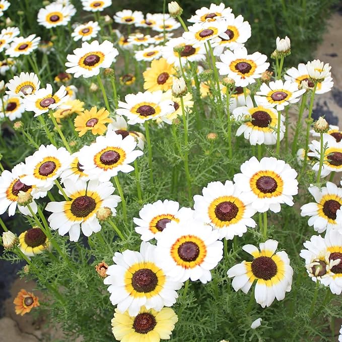 Mixrug Painted Daisy Flower Seeds for Planting, 1000pcs Painted Daisy Wildflower Seeds Non-GMO Heirloom Rare Glebionis carinata Flower Plants, Open Pollinated Beauty Home Garden for Outdoors