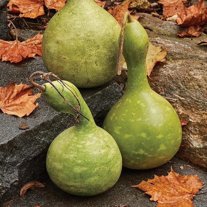 Burpee Large Bottle Gourd Seeds - Ornamental & Craft Gourd