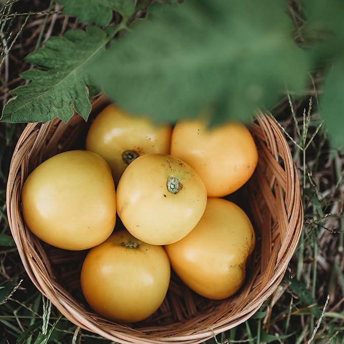 Olga's Round Yellow Chicken Tomato - 50 Seeds - Heirloom Siberian Tomato, Extra-Early Short Season Tomato, Non-GMO Heirloom Tomato Seeds for Planting in The Home Garden, Thresh Seed Company