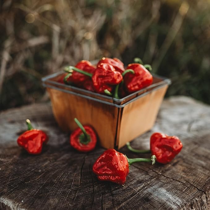 Red Scotch Bonnet Pepper - 10 Seeds - Bahama Mama Pepper, Jamaican Jerk Pepper, Non-GMO, Heirloom Pepper Seeds for Planting in The Home Garden, Thresh Seed Company