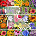 Eden Brothers Louisiana Wildflower Mixed Seeds for Planting, 1/4 lb, 120,000+ Seeds with Lupine, African Daisy | Attracts Pollinators, Plant in Spring or Fall, Zones