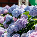 Mixed Color Hydrangea Seed, 150 Hydrangea Flower Tree Seeds, Heirloom Flower Seeds for Garden Home Outdoor