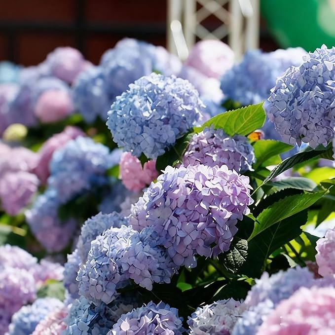 Mixed Color Hydrangea Seed, 150 Hydrangea Flower Tree Seeds, Heirloom Flower Seeds for Garden Home Outdoor