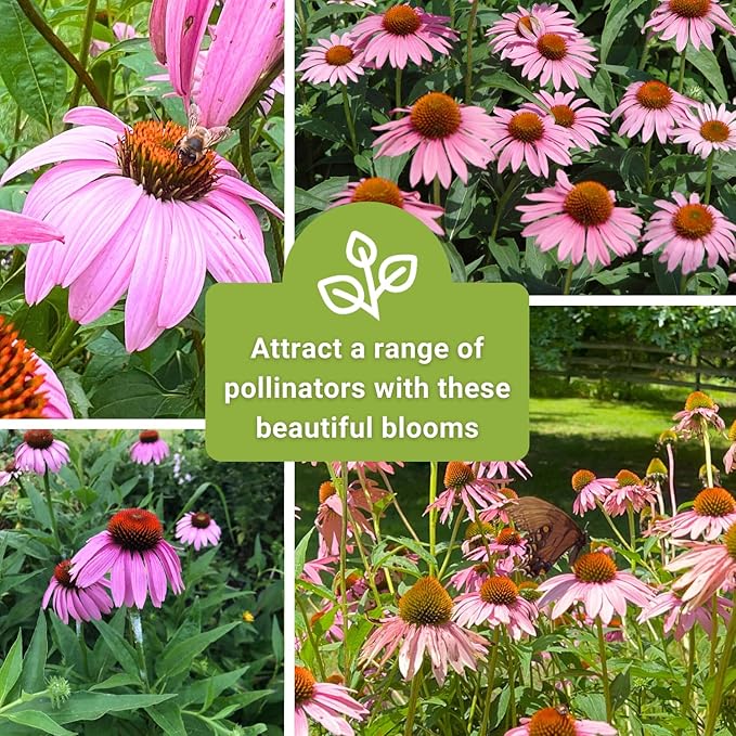 Sow Right Seeds - Purple Coneflower/Echinacea Flower Seeds for Planting - Non-GMO Heirloom - Plant for an Herbal Tea Garden - Attract Pollinators - Great Cut and Come Back Flower (3)