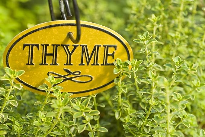 200+ Herb Thyme Seeds - Organic Heirloom Summer Herbs Seed - Made in USA - Non GMO Garden Seeds