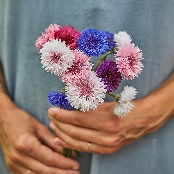 Burpee Tall Double Cornflower Seeds - Heirloom Blue Bachelor Buttons