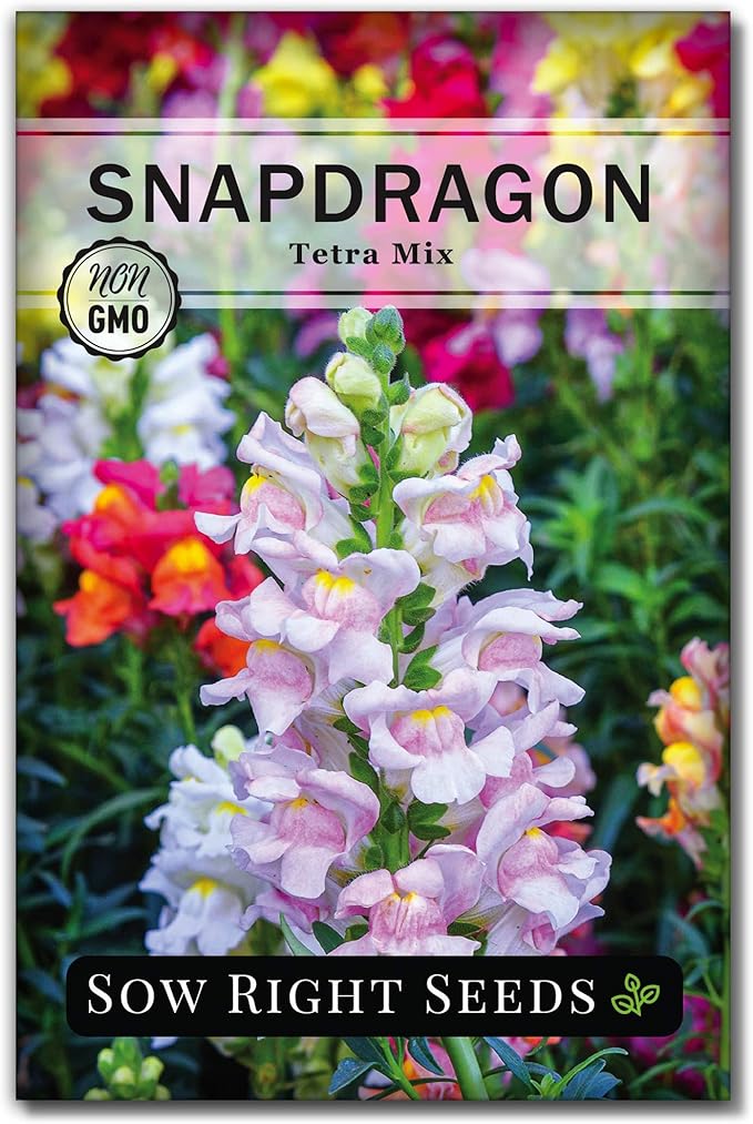 Sow Right Seeds - Tetra Mix Snapdragon Flower Seeds for Planting - Non-GMO Heirloom Packet with Instructions to Grow - Fragrant Annual Flower Spikes in a Mix of Colors - Half Tall for Front Beds (1)