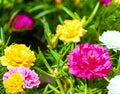 Seeds Multicolor Purslane Double Flower Mix 1000+ Seeds to Grow Double Moss Rose Perfect Ground Cover