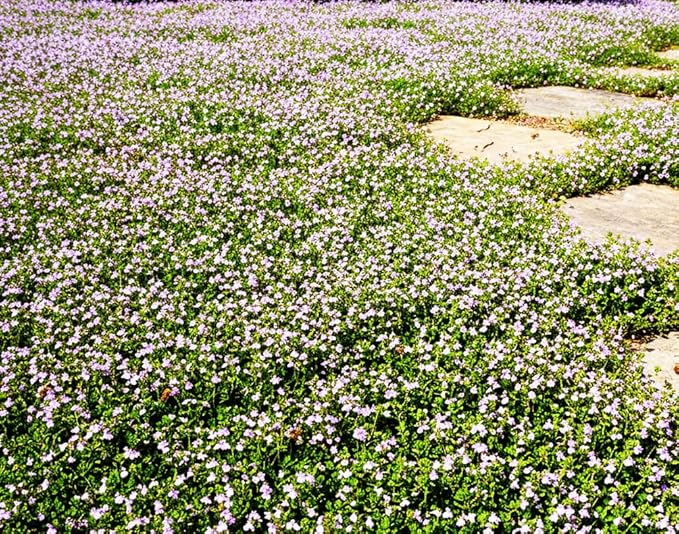 1500 Pink Mix Creeping Thyme Seeds for Planting, Ground Cover Plants