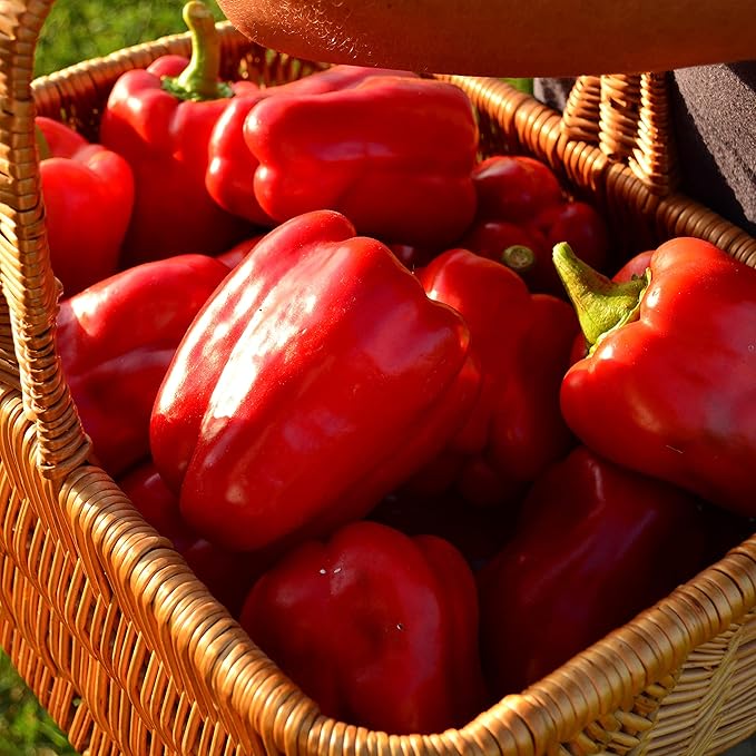 Keystone Resistant Giant Red Bell Pepper - 25 Seeds - Sweet Heirloom Pepper Variety, USA-Grown, Non-GMO Vegetable Seeds for Planting Outdoors in The Home Garden, Thresh Seed Company