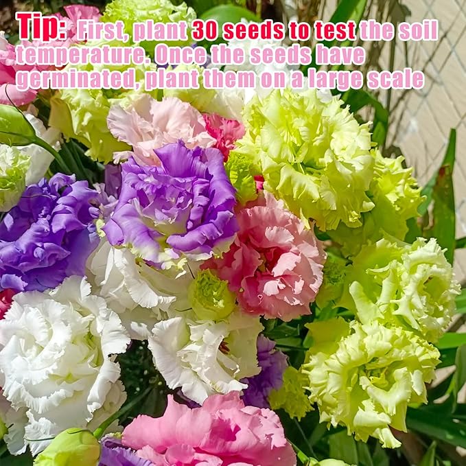 2000+ Lisianthus Seeds for Planting - 2 Pack Mixed Color Perennial Eustoma Grandiflorum Seeds for 2026, Thornless Rose Flowers Seed for Planting, Wildflower, Non-GMO, Garden, Indoor Blooms