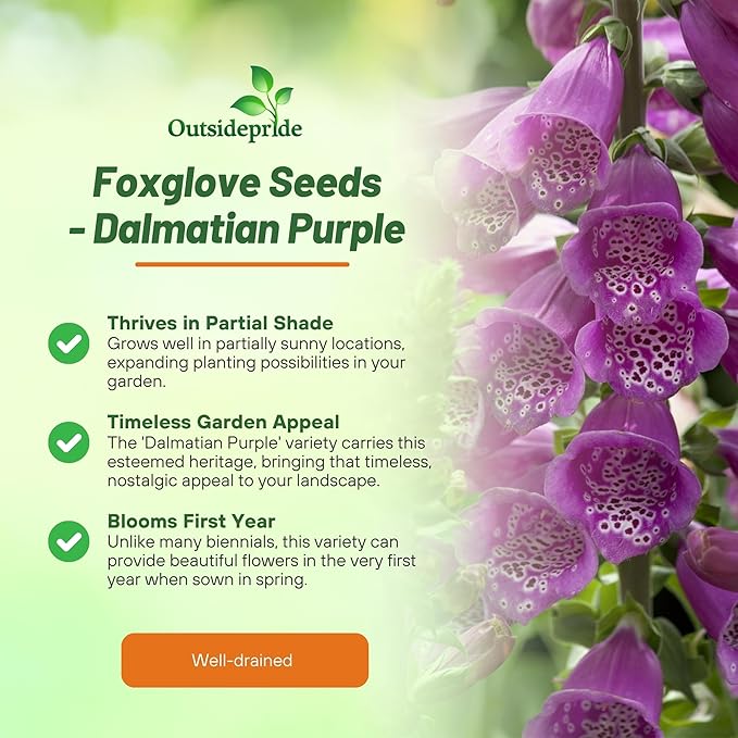 Outsidepride Digitalis Purpurea Dalmatian Purple Foxglove Seeds – 25 Pcs Perennial, Prolific, Tall Growing Flower Seeds with Pollinator-Friendly Blooms for Shaded Gardens & Outdoor Landscapes