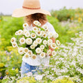 Eden Brothers Zinnia Seeds - Lilliput White, Non-GMO Seeds for Planting, 1/4 lb | Low-Maintenance Flower Seeds, Plant During Spring, Zones 3, 4, 5, 6, 7, 8, 9, 10