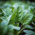 Seeds In A Cup - Plant Growing Kit-: Vegetable and Herb Growing Kit (Spinach)