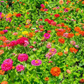 Mixrug Mix Blanket Flower Seeds for Planting, 300pcs Blanket Gaillardia Perennial Flower Seeds Non-GMO Heirloom Rare Plants, Beauty Home Garden for Outdoors