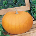 Pumpkin Garden Seeds - Connecticut Field Variety - 4 oz - Non-GMO and Heirloom Pumpkins - Deep Orange - Jack O'Lanterns Pumpkin