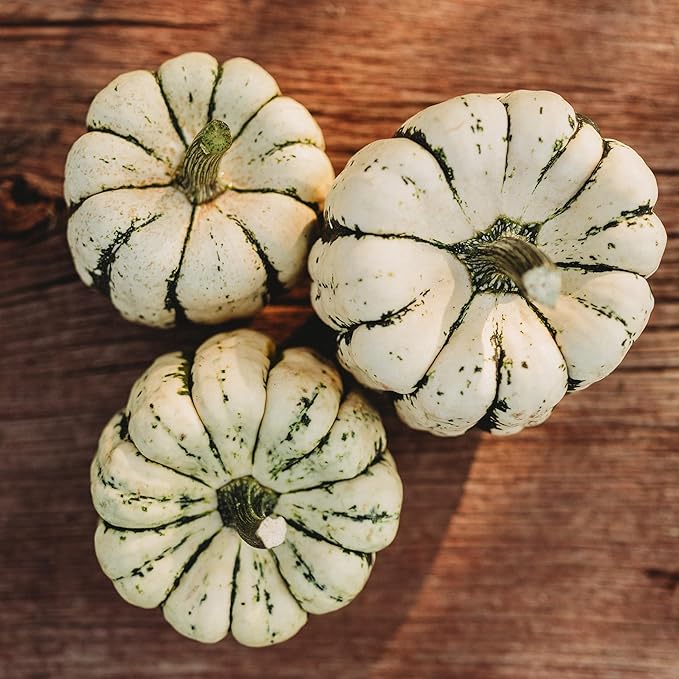 Sweet Dumpling Acorn Squash - 25 Seeds - Heirloom & Open-Pollinated Variety, Easy-to-Grow, Non-GMO Vegetable Seeds for Planting Outdoors in The Home Garden, Thresh Seed Company