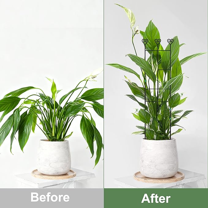 Coomin 4 Pack 32in Monstera Plant Support Stakes for Indoor Plants, Stackable Garden Trellis for Climbing Plants Outdoor, Metal Plant Climber Support for Pothos Philodendron Vine