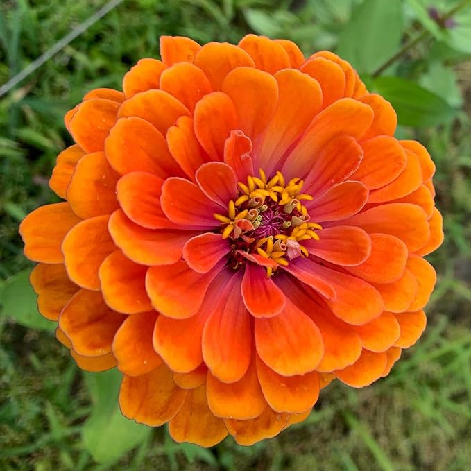 Eden Brothers Zinnia Seeds - Queeny Pure Orange