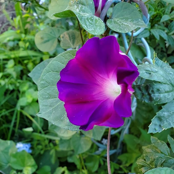Eden Brothers Morning Glory Seeds - Grandpa OTT, Non-GMO Seeds for Planting, 1 oz | Low-Maintenance Flower Seeds, Plant During Spring, Zones 1, 2, 3, 4, 5, 6, 7, 8, 9, 10