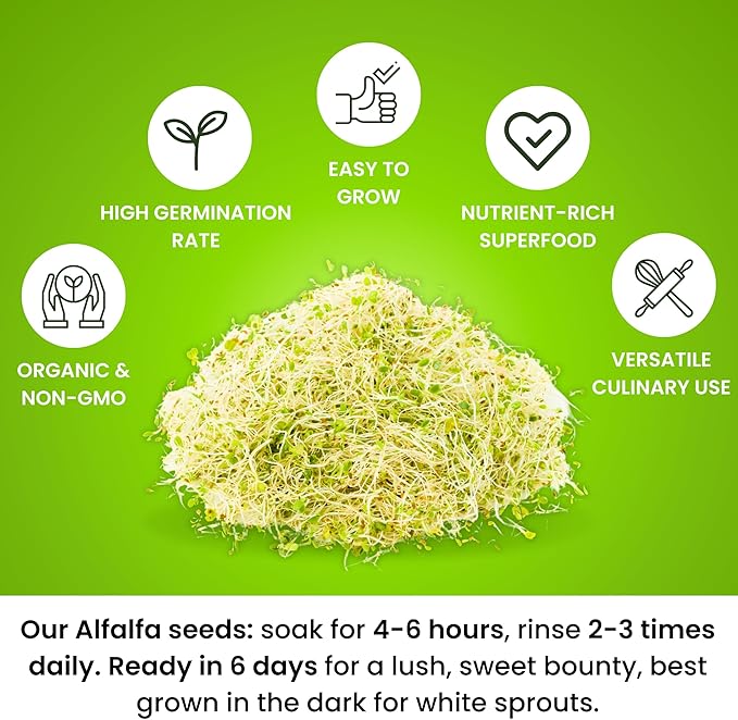 Premium USA Alfalfa Seeds for Sprouting & Microgreens with High Germination Rate. (8oz)