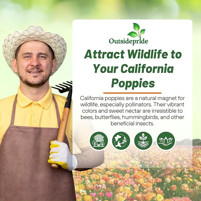 Outsidepride Mission Bells California Poppy Seed Mix - 10000 Pcs Annual Eschscholzia Wildflower Seeds w/Double Bi-Colored Blooms for Colorful Gardens, Borders, Meadows & Pollinator-Friendly Spaces