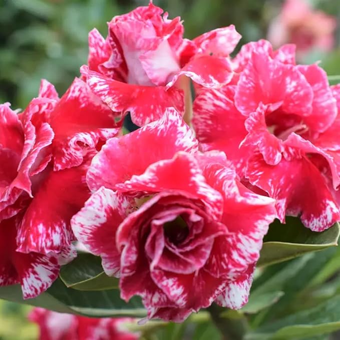 Mixrug 5pcs Colorful Desert Rose Seeds for Planting, Rare Beauty Desert Rose Flower Seeds, Heirloom Non-GMO Home Garden Pretty Rosa Flowers Plants in Outdoors