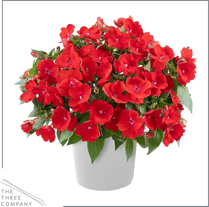 Live Flowering New Guinea Impatiens - Grower's Choice Assorted Colors (3 Plants Per Pack) - Beautiful Shade Flowers - 12" Tall by 5" Wide in 1 Qt Pot