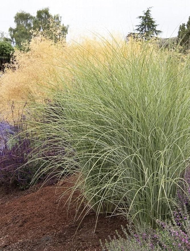 Maiden Grass Morning Light Plants | 3 Live Seedlings | Miscanthus Sinensis | Perfect for Outdoor Landscaping | Hardy & Elegant Lush Ornamental Grass