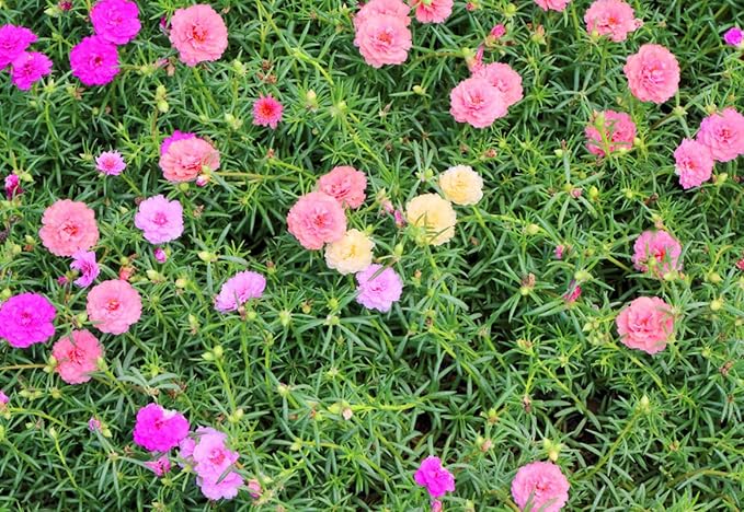 10,000+ Moss Rose Seeds – Heirloom Portulaca Seeds – Easy to Grow, Fast-Growing Annual Flower – Mixed Colors – Drought Tolerant, Non-GMO Ground Cover for Garden Landscaping