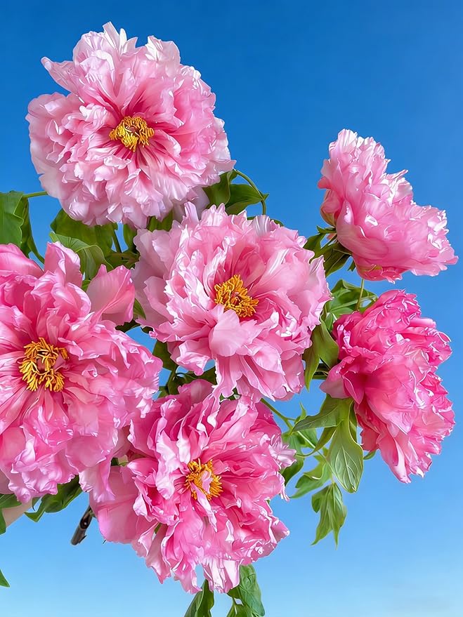 Hibiscus grandiflorus Seeds for Planting, 99+pcs Perennial Giant Hibiscus Grandiflorus Flower Seeds, Non-GMO Heirloom Rare Beauty Blooms Flowers Plants for Home Garden Outdoors