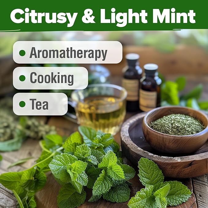 HOME GROWN Non GMO Lemon Balm Seed Pack - 403 Non-GMO USA Heirloom Herbal Tea Seeds - Bulk Lemon Balm Seeds for Planting Gardens Indoors or Outdoors - Herb Seeds (Melissa officinalis)