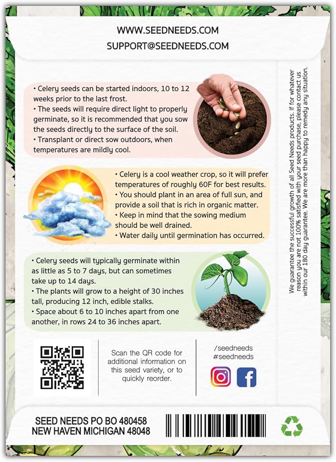 Seed Needs Celery Seeds for Planting Utah 52-70 Celery - Non-GMO, Heirloom & Untreated - Grow a Home Grown Outdoor Vegetable Garden for Fresh Produce (1 Pack)