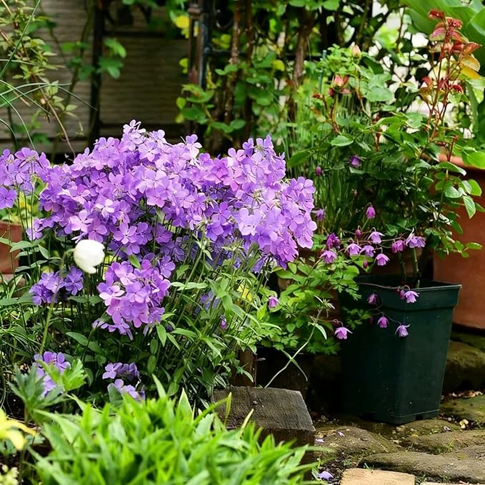 Creeping Phlox Seeds for Planting, 1000+pcs Rare Perennial Creeping Purple Phlox Flower Seeds Plants, Non-GMO Heirloom Dwarf Ground Cover Beauty Flowers Plants for Home Garden Outdoors