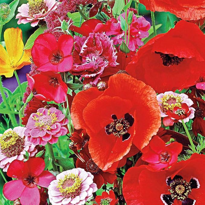 Hummingbird and Butterfly Annual Wildflower Seed Mixture - Add a Wonderful Display of Color while Attracting Wonderful Pollenators to your Yard - 300 Seeds per Packet