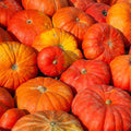 Cinderella Pumpkin Garden Seeds (Rogue VIF d'Etampes) - 1 oz - French Heirloom Pumpkins - Non-GMO - Red-Orange Variety - Vegetable Gardening Seed