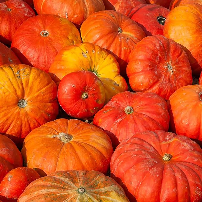 Cinderella Pumpkin Garden Seeds (Rogue VIF d'Etampes) - 1 oz - French Heirloom Pumpkins - Non-GMO - Red-Orange Variety - Vegetable Gardening Seed