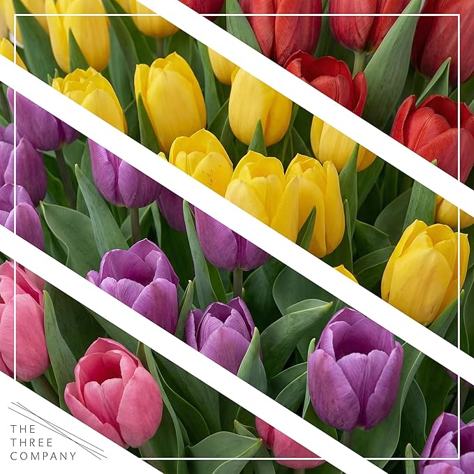 Live Flowering Tulip (4 Per Pack) - Assorted Colors, Beautiful Spring Bulbs, Ships Dormant in 1 Pint Pot, Blooms in 2-3 Weeks